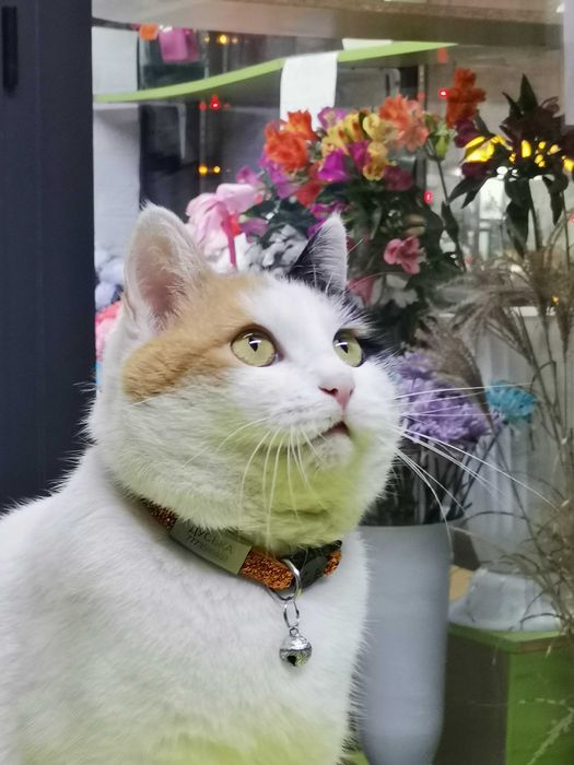 Кошечка ищет хозяина