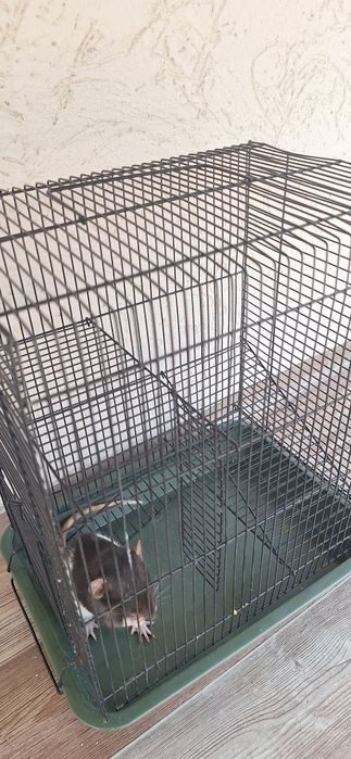 Крыса девочка дамбо