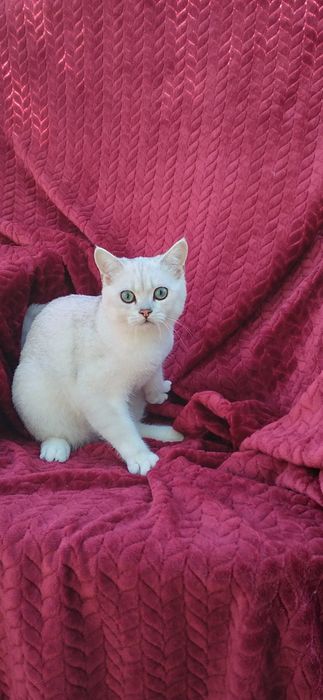 Pui pisica british shorthair chinchila silver