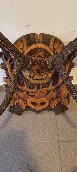 Coarne cerb cu suport