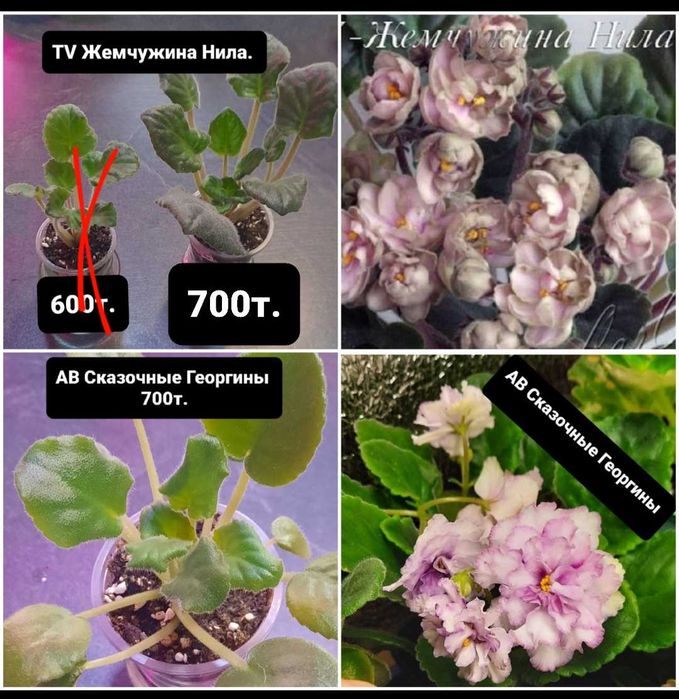 Продам детки сортовых фиалок