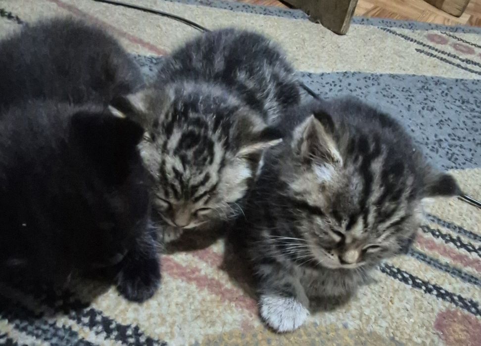 Отдам котят в добрые руки мальчик и девочка