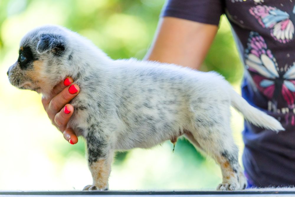 Australian Cattle Dog mascul