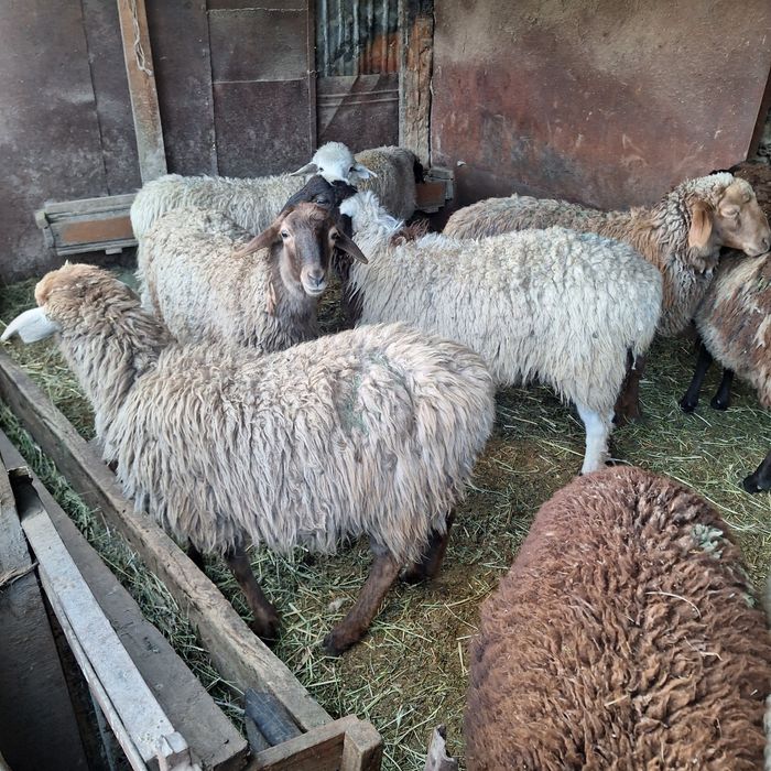 Продам токты овец кой