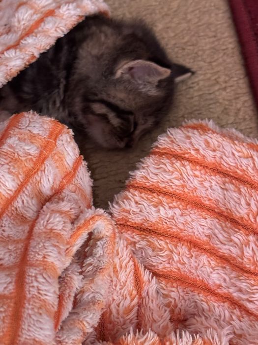 Маленький котёнок