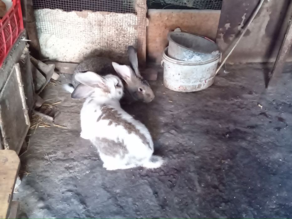 Продам молодых крольчат породы самец строгачь  самка фландр