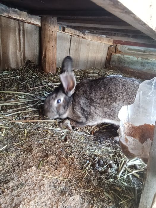 Ұрғашы қоян сатылады