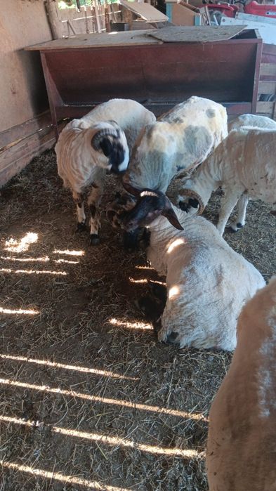 Disponibili 5 berbecuți buni de sacrificat