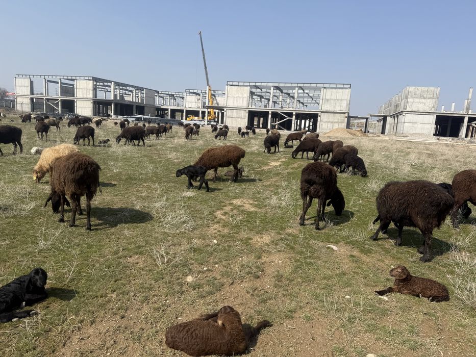 100 бас сулык кой сатылады