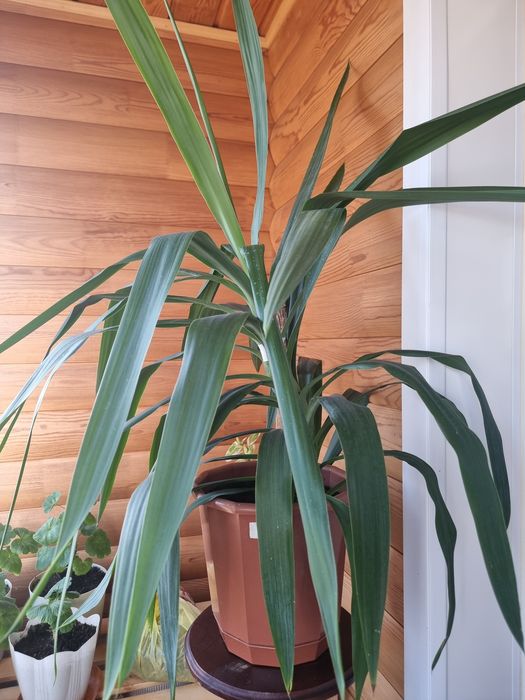 Продам комнатные цветы