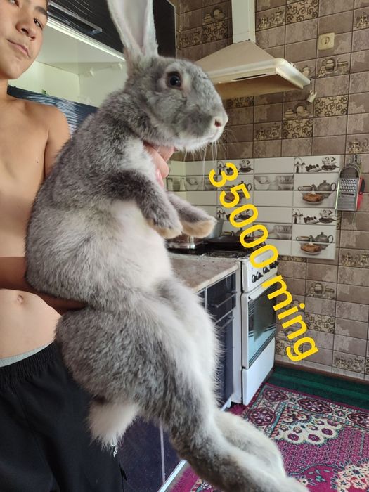 Quyonlar arzon NAVOIY