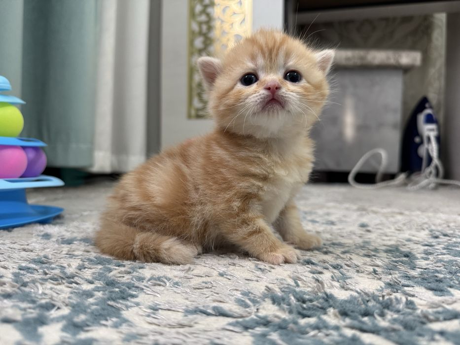 Шотланский Котенок Скотиш страйт