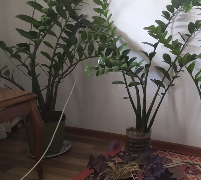 Продам цветы «долларовое дерево».