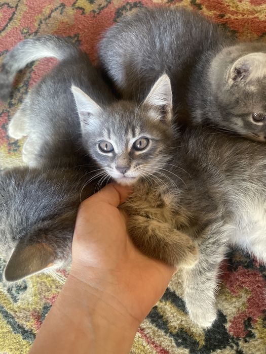 Отдам котят в хорошие руки мой номер