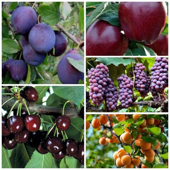 Рассада яблоки виноград абрикос и тд