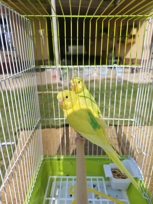 Попугай комплект  волнистый