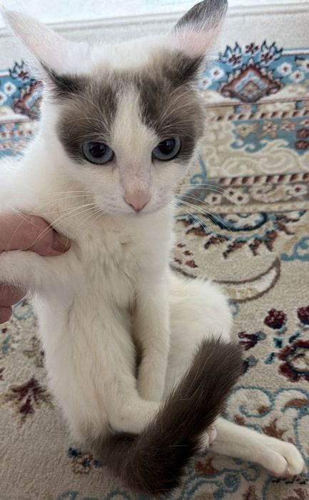 Отдам кошечку в добрые руки