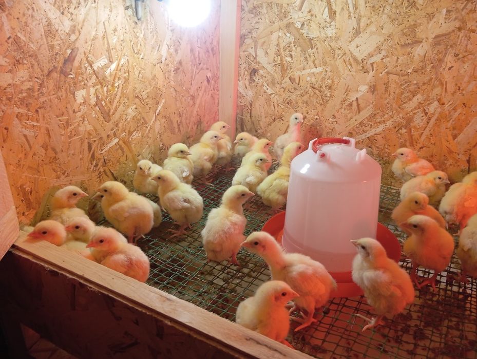 Продам циплят бррйлера