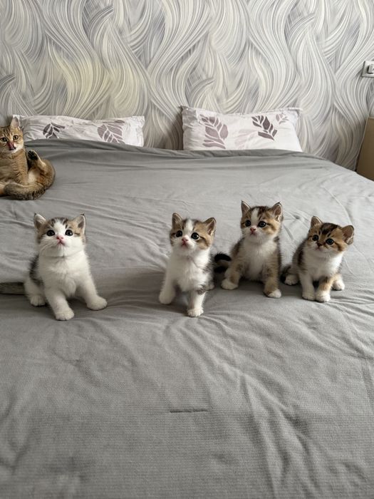 Британские котята