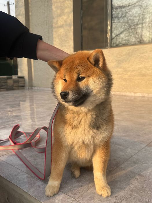 Продаются высоко породные щенки Сиба Ину.