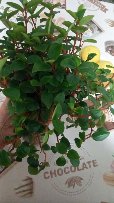 Комнатные цветы 1000