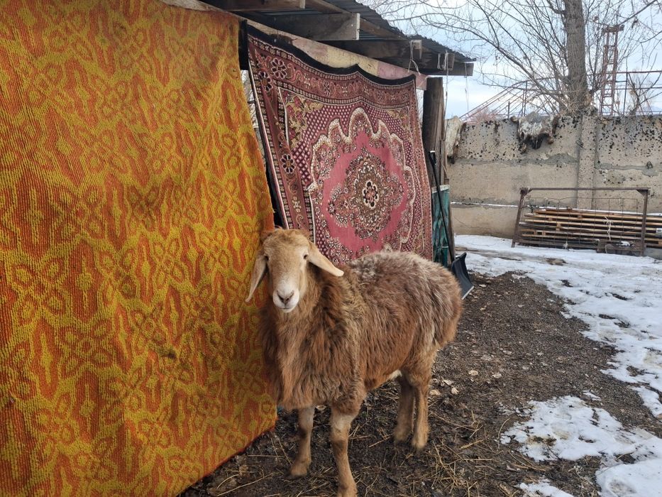 Арашан қозы сатылады