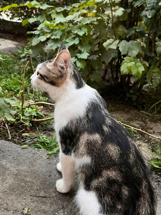 Очень ласковый домашний котик.