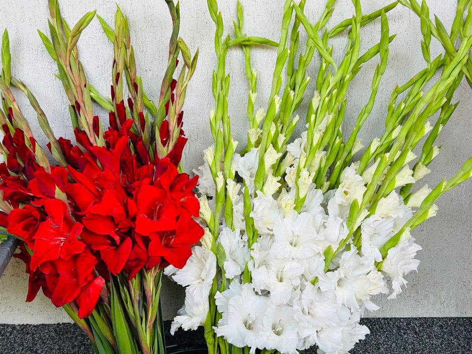 Bulbi de gladiole