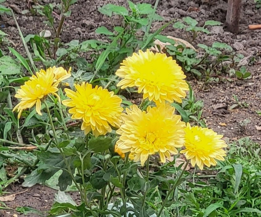 Ц.  В.  Е.  Т.  Ы