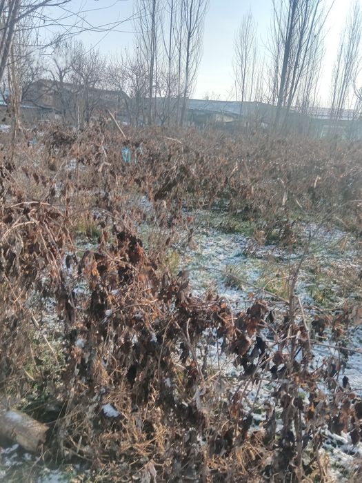 Malina kochat sotiladi 10000