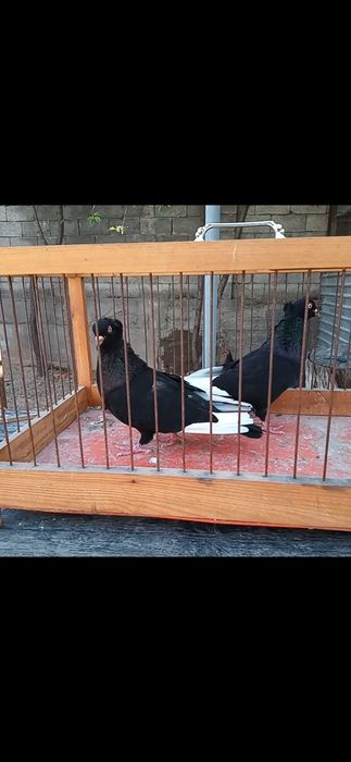 Продам американцы кармилки.