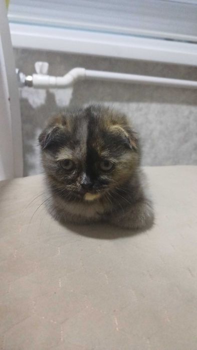 Вислоухий котенок