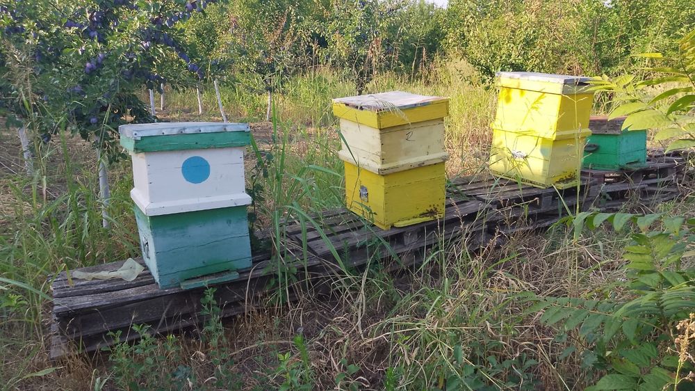 Familii de albine