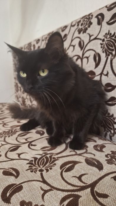 Миниатюрная кошка