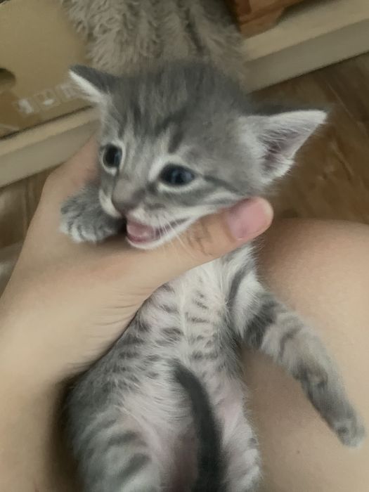 котята бесплатно девочки