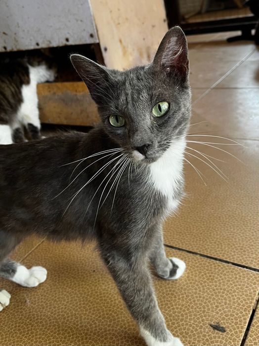 САМАЯ ласковая кошечка на свете!