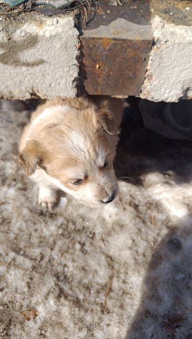 Отдам щенка мальчика