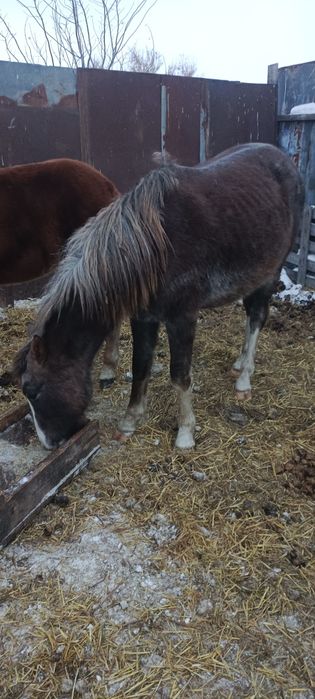 Продам жеребчика