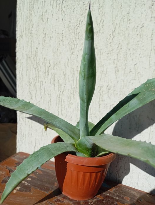 Домашни Отглеждани Цветя Алое Вера,Кактуси и други.