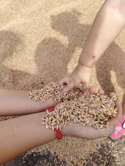 Triticale de vânzare