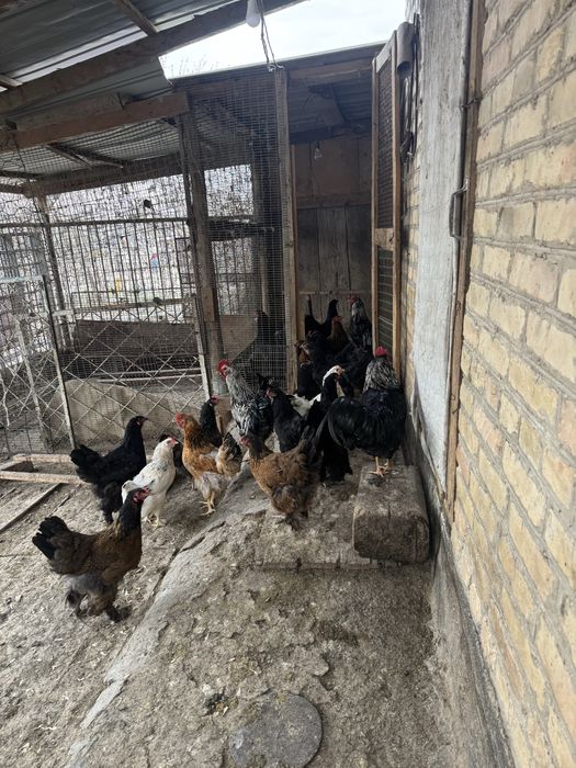 Инкубационные домашние яйцо