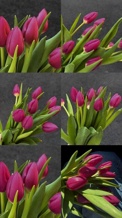 Свежие тюльпаны по выгодной цене