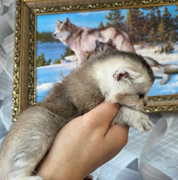 шикарные малыши шиншилла