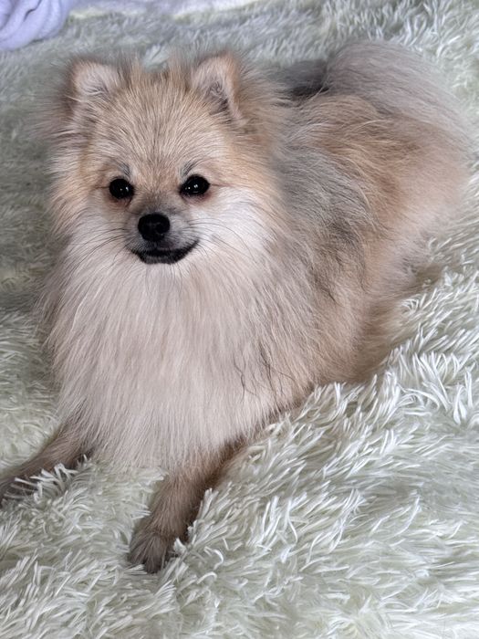 Вязка шпица