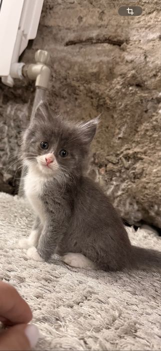 Отдам в хорошие руки