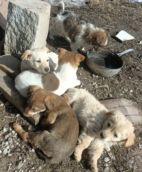 щенки күшіктер зор