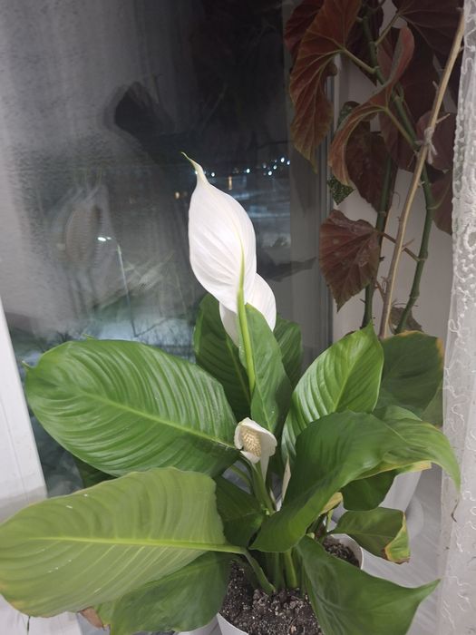 Цветы домашний  домашний