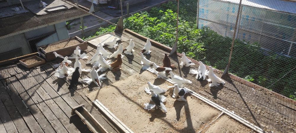 Продаю голубей..