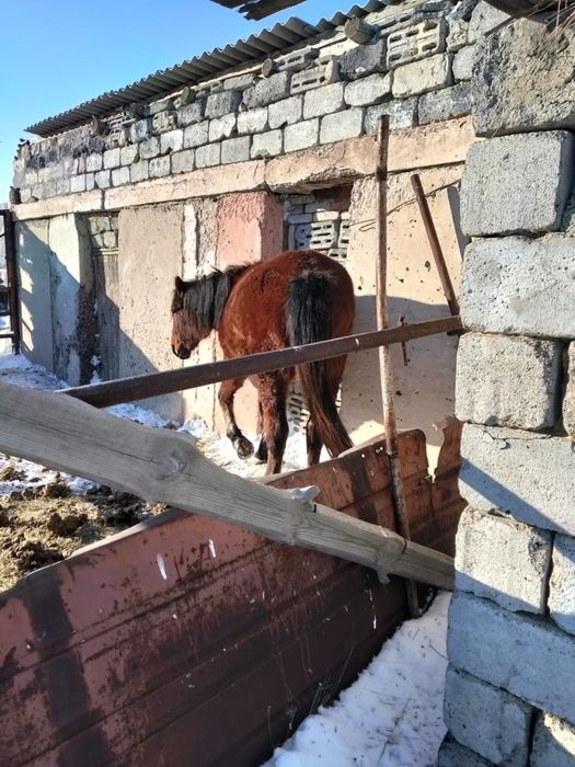 Продам лошадей акжарский район ащиколь