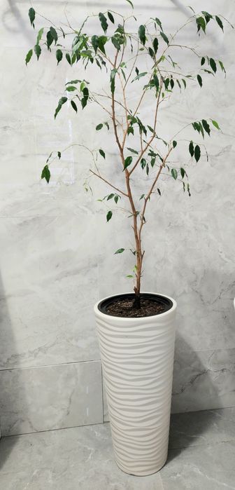 Фикус Бенджамина 150см